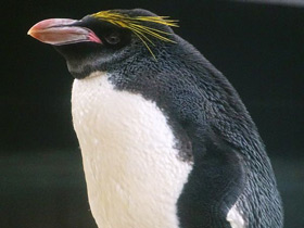 Фото Macaroni penguin