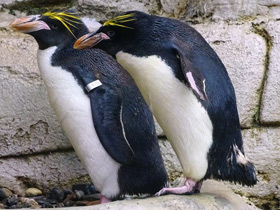 Фото Macaroni penguin