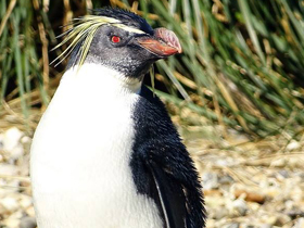 Фото Northern rockhopper penguin