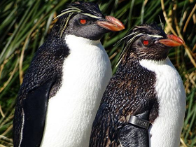 Фото Northern rockhopper penguin