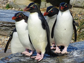 Фото Northern rockhopper penguin