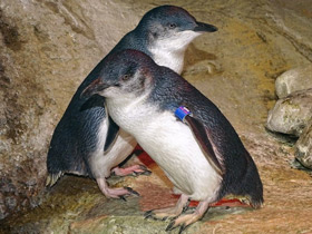 Фото Малый пингвин