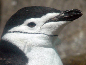Фото Chinstrap Penguins