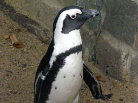 Фото Pingüino de El Cabo