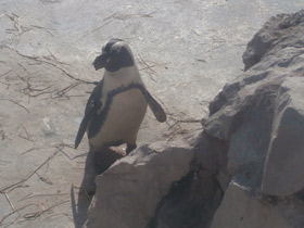 Фото African penguin