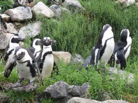 Фото Pingüino de El Cabo