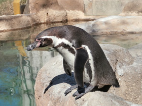 Фото Humboldt penguin