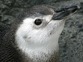 Фото Pingüino de Magallanes