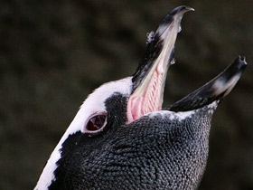 Фото Magellanic penguin