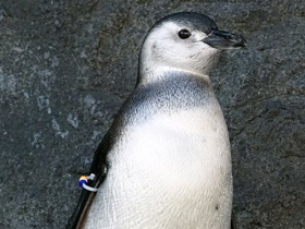Фото Pingüino de Magallanes