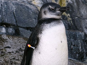 Фото Magellanic penguin