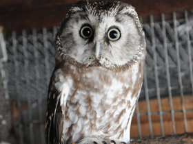 Фото Boreal owl