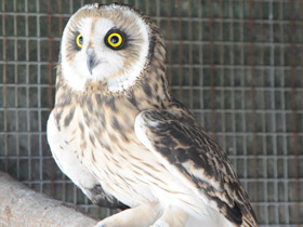 Фото Short-eared owl