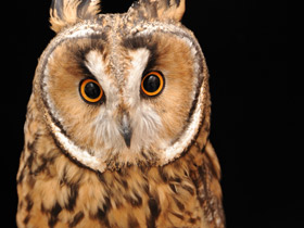 Фото Long-eared owl