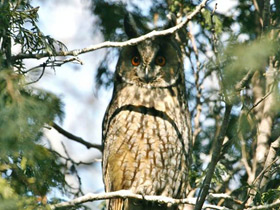 Фото Long-eared owl