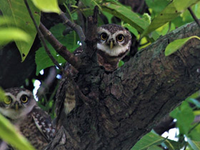 Фото Spotted owlet