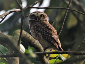 Фото Spotted owlet