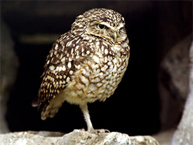 Фото Burrowing owl