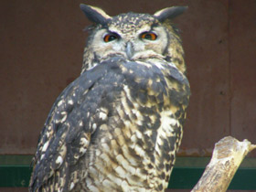 Фото Cape eagle-owl