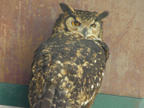 Фото Cape eagle-owl