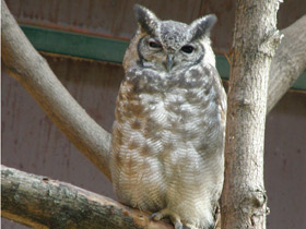 Фото Greyish eagle-owl
