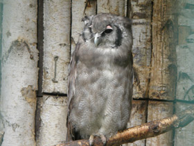 Фото Verreaux's eagle-owl