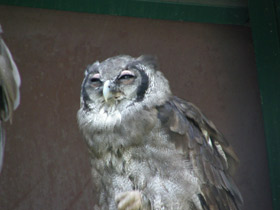 Фото Verreaux's eagle-owl