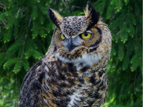 Фото Great horned owl