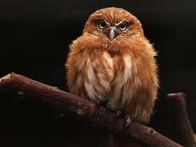 Фото Ferruginous Pygmy Owl