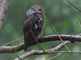 Фото Asian barred owlet
