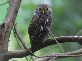 Фото Asian barred owlet