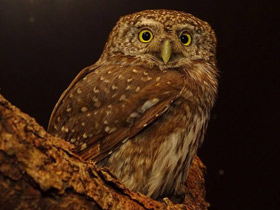 Фото Eurasian Pygmy Owl