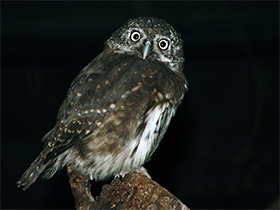 Фото Eurasian Pygmy Owl