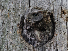 Фото Eastern screech owl