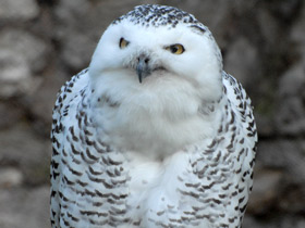 Фото Snowy owl