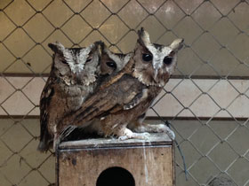 Фото Indian scops owl