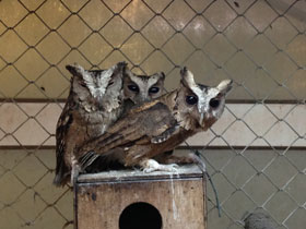 Фото Indian scops owl