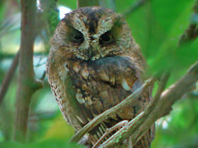 Фото São Tomé scops owl