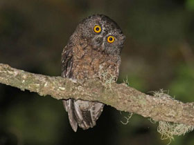 Фото Karthala scops owl