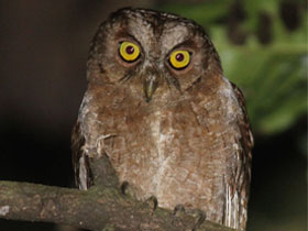 Фото Pemba scops owl