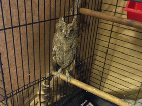 Фото Oriental scops owl