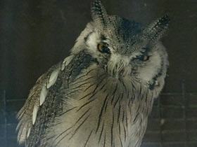 Фото Southern white-faced owl