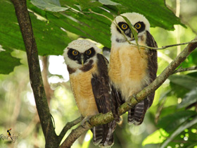 Фото Spectacled owl