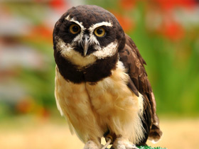 Фото Spectacled owl