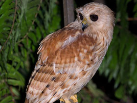 Фото Rufous fishing owl