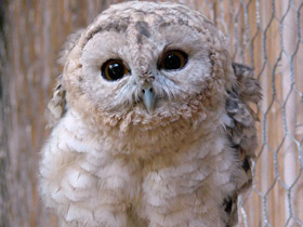 Фото Omani owl
