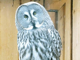 Фото Great grey owl