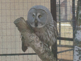 Фото Great grey owl