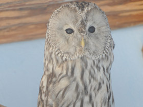 Фото Ural owl