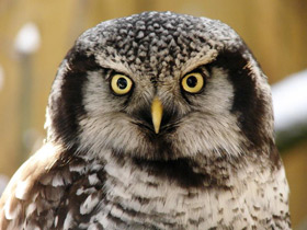Фото Northern hawk-owl